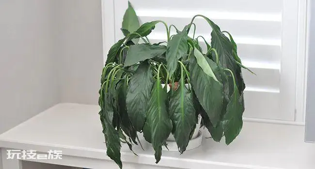 植物叶子发黄干枯是怎么回事(导致家养绿植黄叶的原因)-图片1