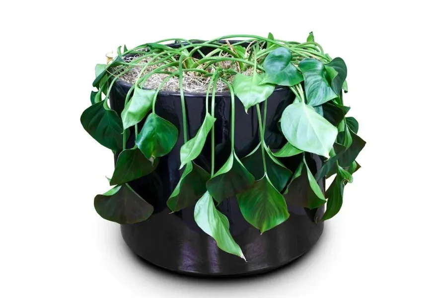植物叶子发黄干枯是怎么回事(导致家养绿植黄叶的原因)-图片2