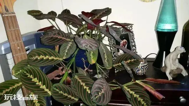 植物叶子发黄干枯是怎么回事(导致家养绿植黄叶的原因)-图片3