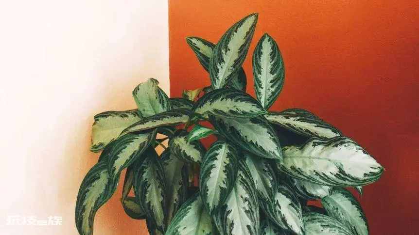 植物叶子发黄干枯是怎么回事(导致家养绿植黄叶的原因)-图片4