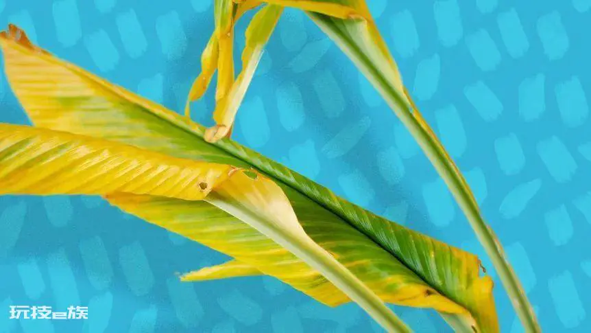 植物叶子发黄干枯是怎么回事(导致家养绿植黄叶的原因)-图片5