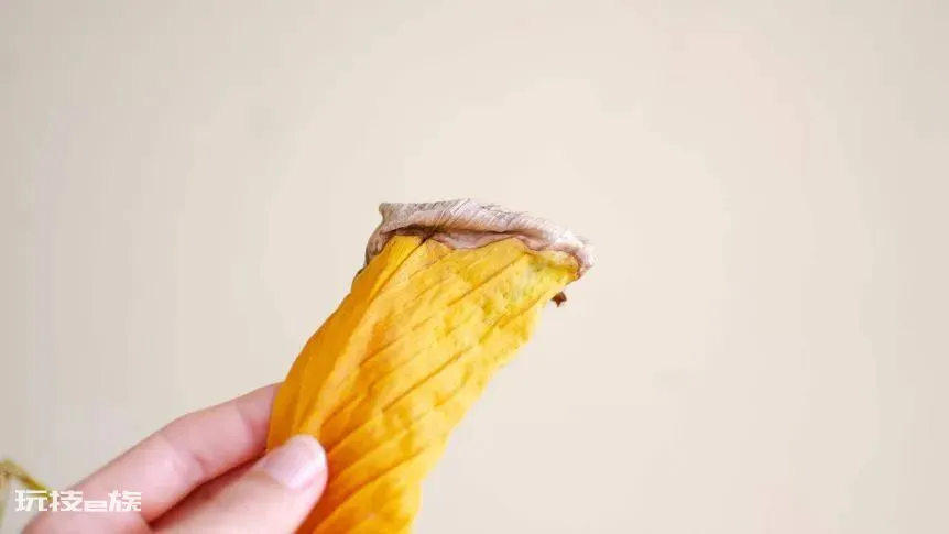 植物叶子发黄干枯是怎么回事(导致家养绿植黄叶的原因)-图片6
