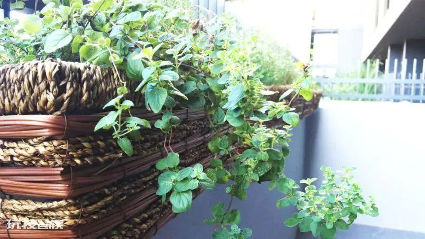 植物叶子发黄干枯是怎么回事(导致家养绿植黄叶的原因)-图片8