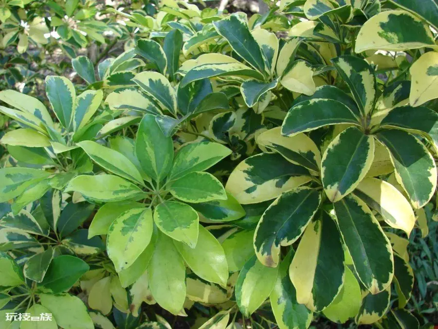 植物叶子发黄干枯是怎么回事(导致家养绿植黄叶的原因)-图片9