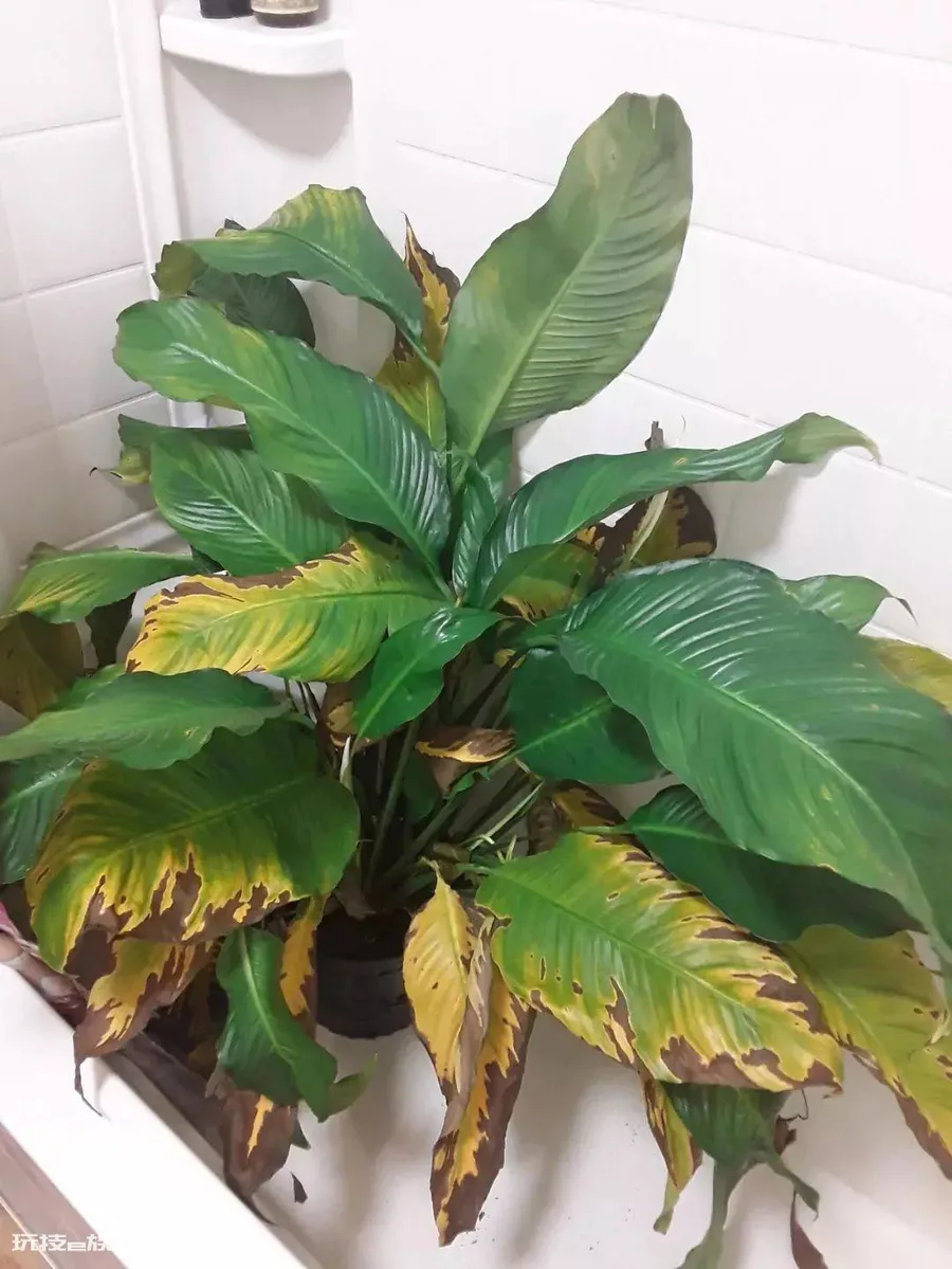 植物叶子发黄干枯是怎么回事(导致家养绿植黄叶的原因)-图片10