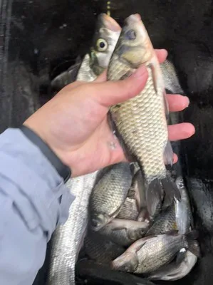 鲤鱼和鲫鱼的区别都有哪些(如何识别这两种常见的鱼)-图片1
