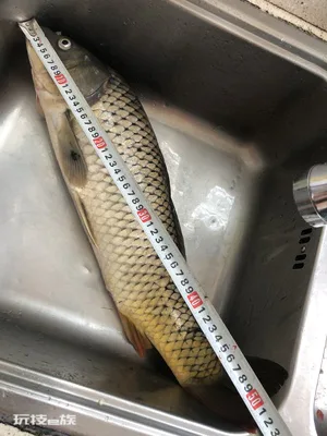 鲤鱼和鲫鱼的区别都有哪些(如何识别这两种常见的鱼)-图片2