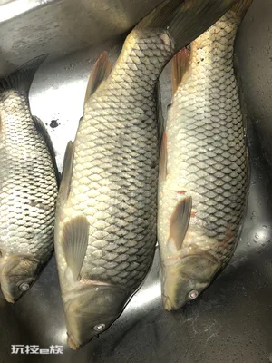 鲤鱼和鲫鱼的区别都有哪些(如何识别这两种常见的鱼)-图片3