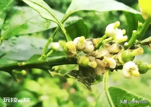 橘子树什么时候开花(从幼苗移栽后需要3年左右才开花)-图片1
