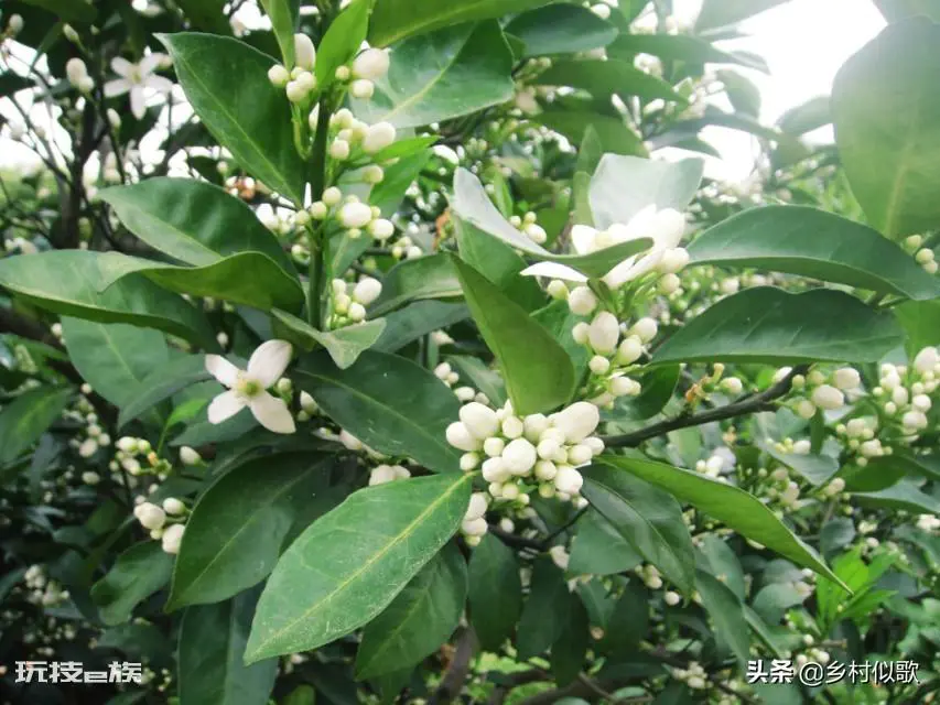 橘子树什么时候开花(从幼苗移栽后需要3年左右才开花)-图片2