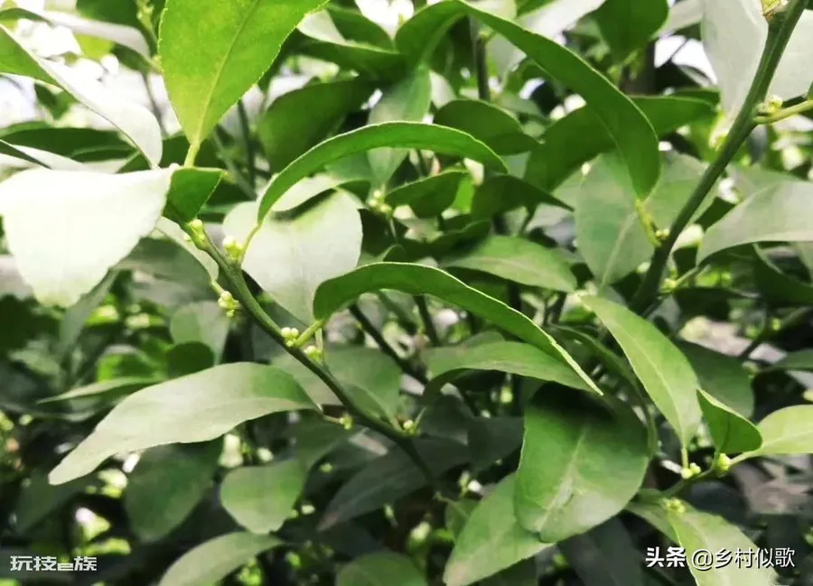 橘子树什么时候开花(从幼苗移栽后需要3年左右才开花)-图片3