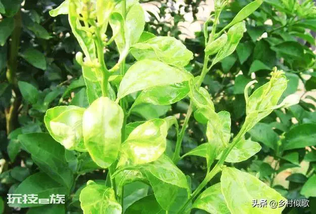 橘子树什么时候开花(从幼苗移栽后需要3年左右才开花)-图片4