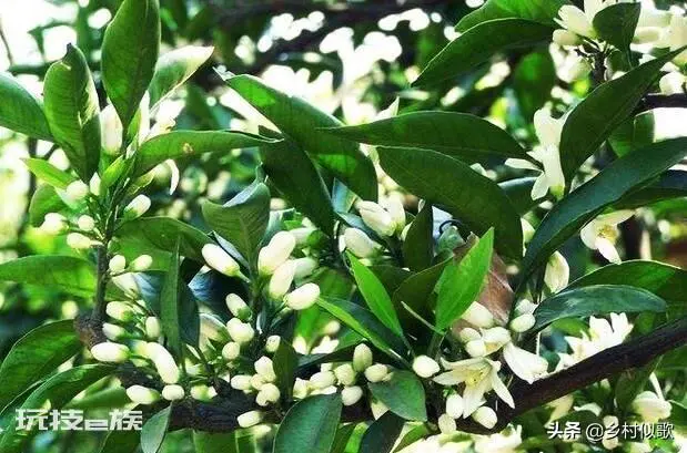 橘子树什么时候开花(从幼苗移栽后需要3年左右才开花)-图片5