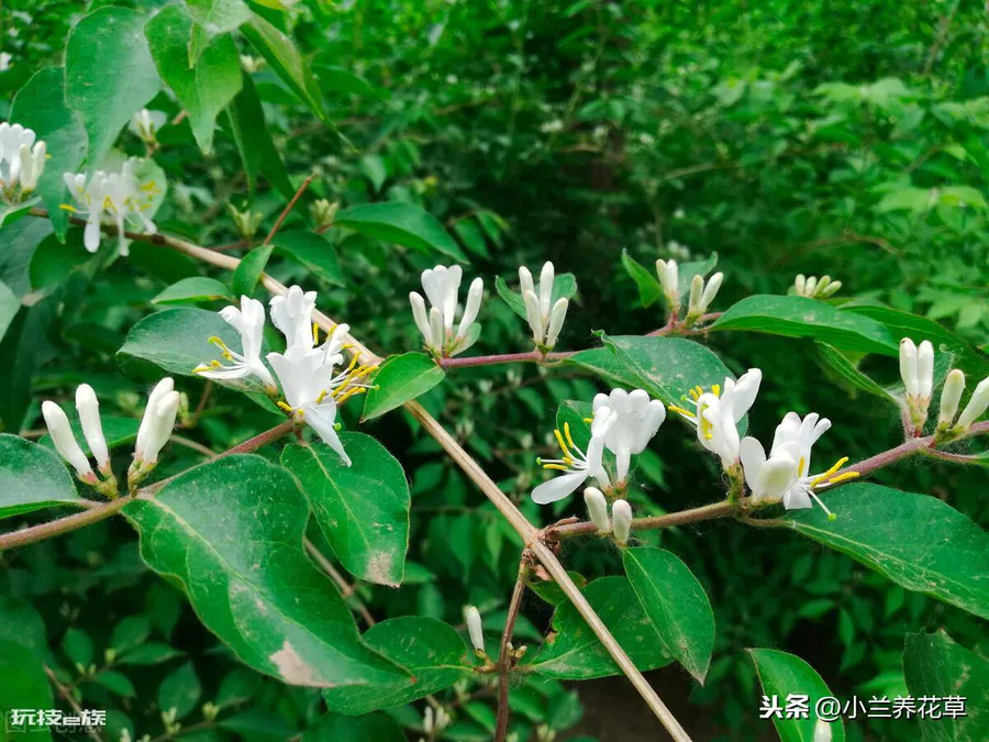 金银花叶子发黄是什么原因引起的(大面积黄叶怎么回事)-图片1