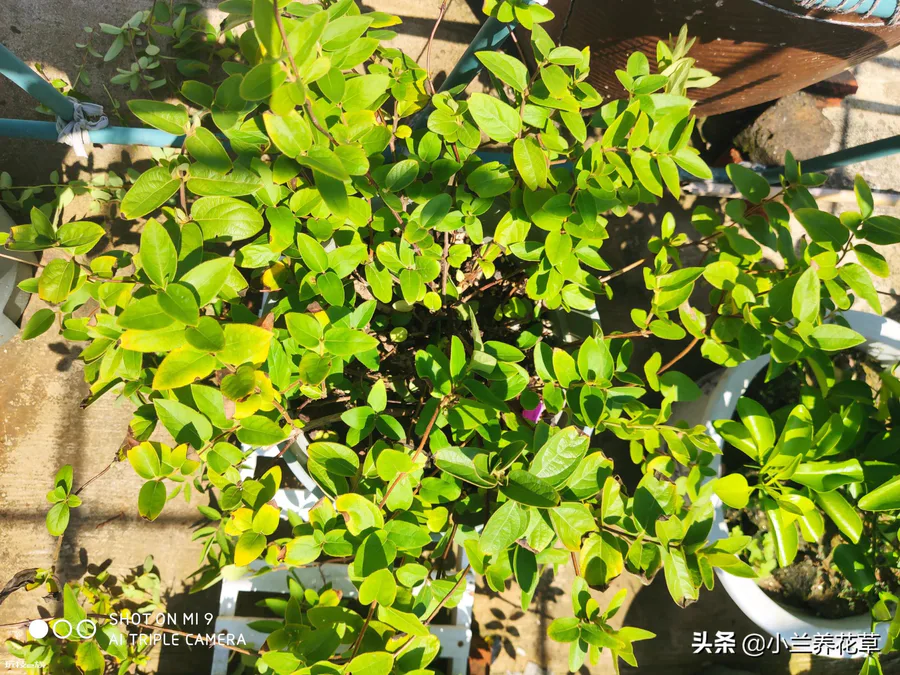 金银花叶子发黄是什么原因引起的(大面积黄叶怎么回事)-图片2