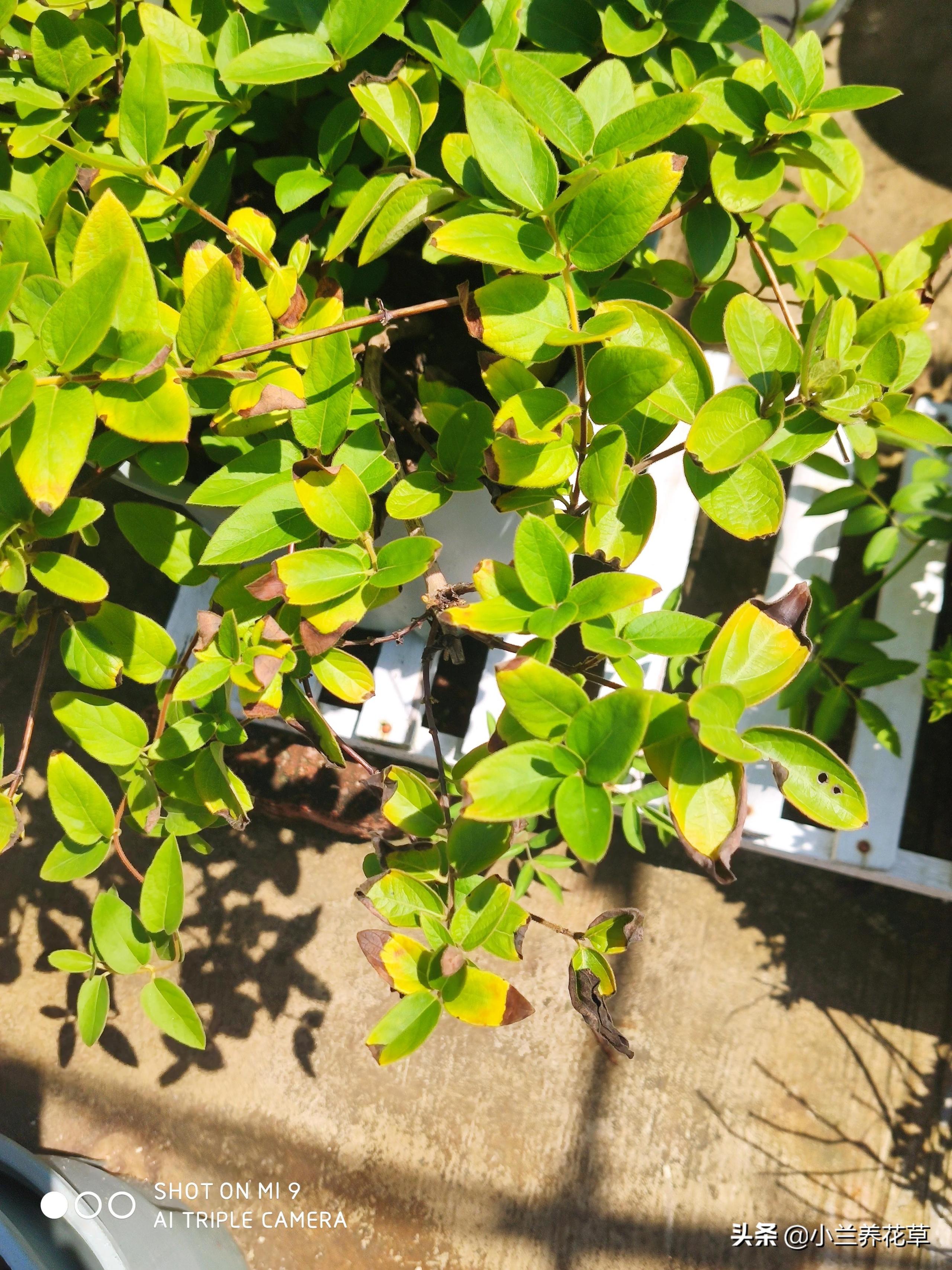 金银花叶子发黄是什么原因引起的(大面积黄叶怎么回事)-图片4
