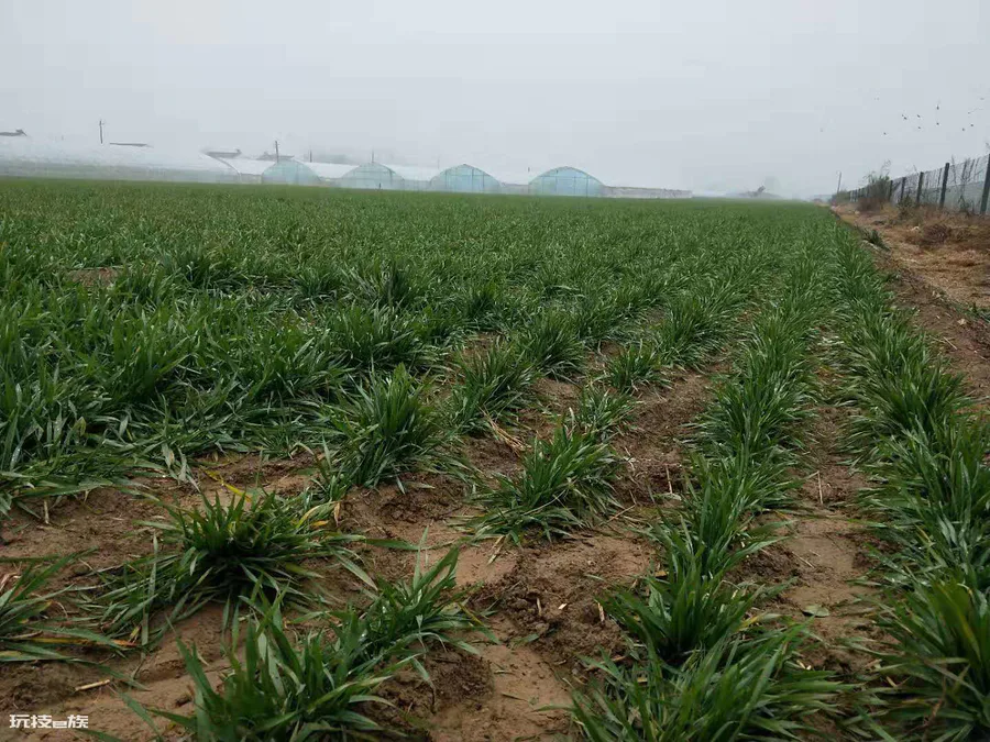 小麦追肥的最佳时期在什么时候(小麦追肥什么时间最好)-图片2