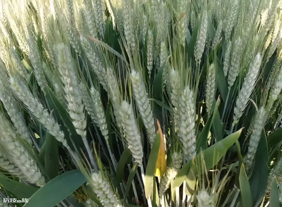 小麦追肥的最佳时期在什么时候(小麦追肥什么时间最好)-图片5