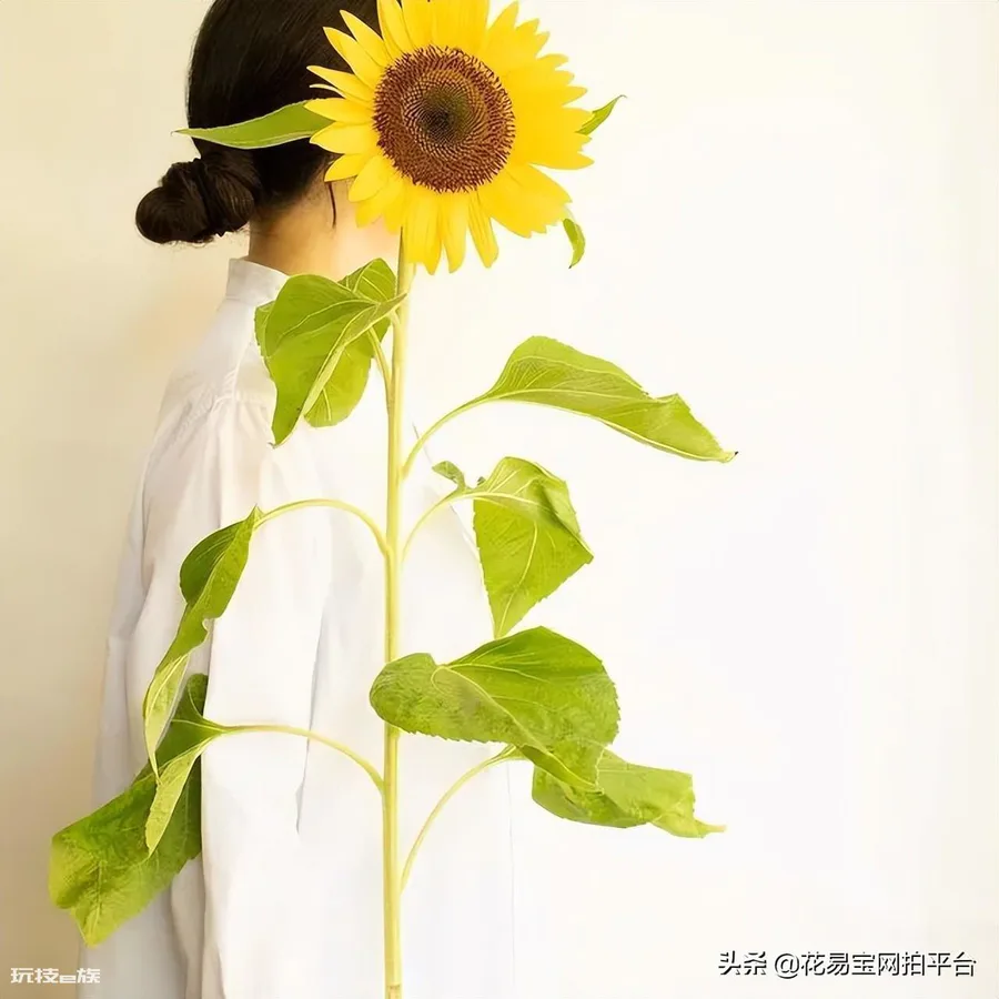 向日葵是哪个国家的国花(乌克兰国花向日葵的寓意象征)-图片1
