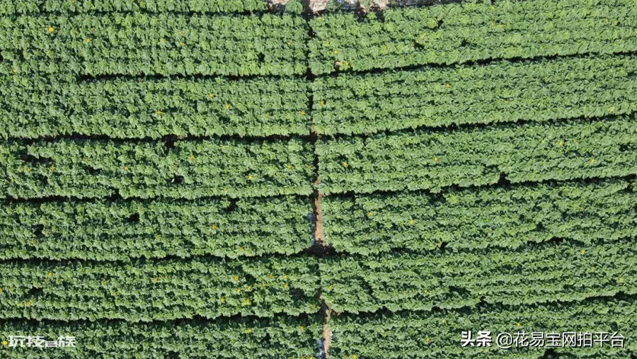 向日葵是哪个国家的国花(乌克兰国花向日葵的寓意象征)-图片2
