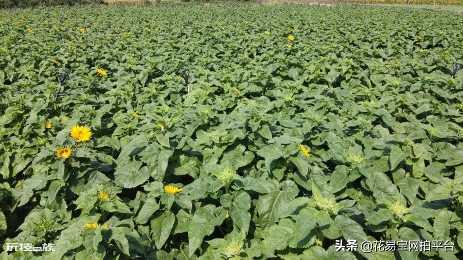 向日葵是哪个国家的国花(乌克兰国花向日葵的寓意象征)-图片3