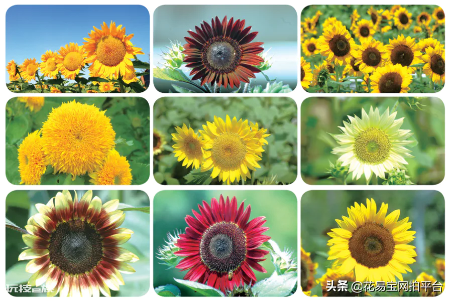 向日葵是哪个国家的国花(乌克兰国花向日葵的寓意象征)-图片9