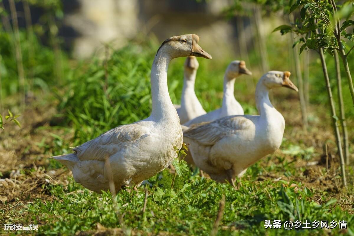 母鹅和公鹅的区别(鉴别大鹅公母最准确的方法)-图片1