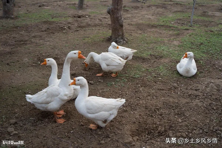母鹅和公鹅的区别(鉴别大鹅公母最准确的方法)-图片2