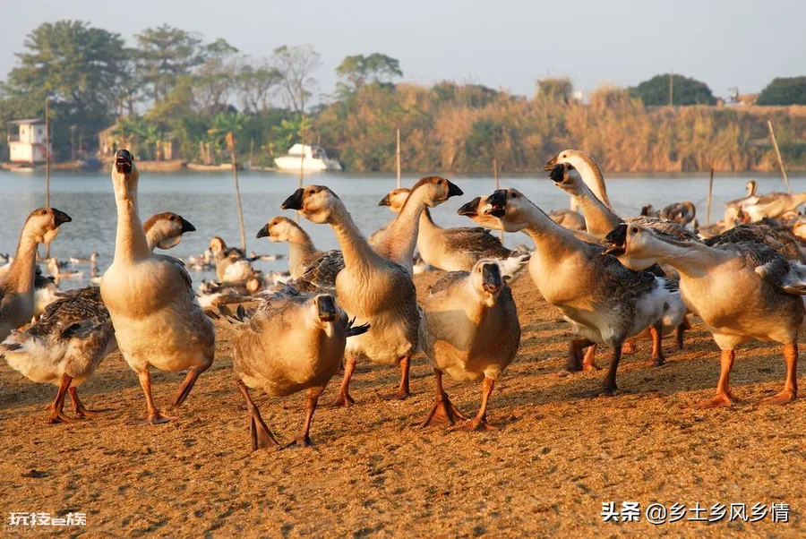 母鹅和公鹅的区别(鉴别大鹅公母最准确的方法)-图片3