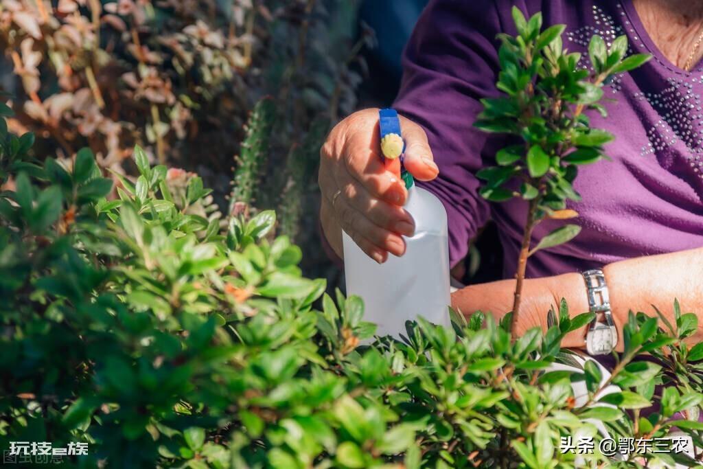 过期的牛奶可以浇花吗（过期牛奶巧妙用来养花种蔬菜）-图片5