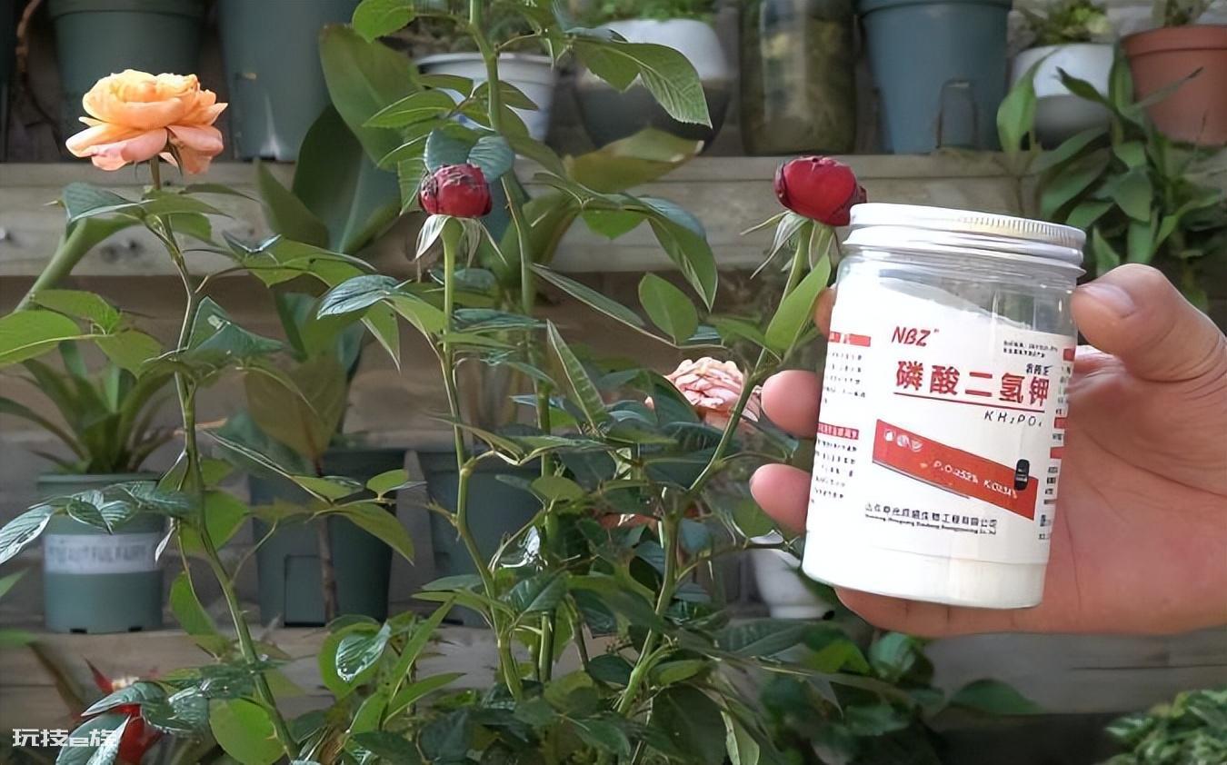 磷酸二氢钾可以灌根吗(搞清楚磷酸二氢钾使用方法)-图片1