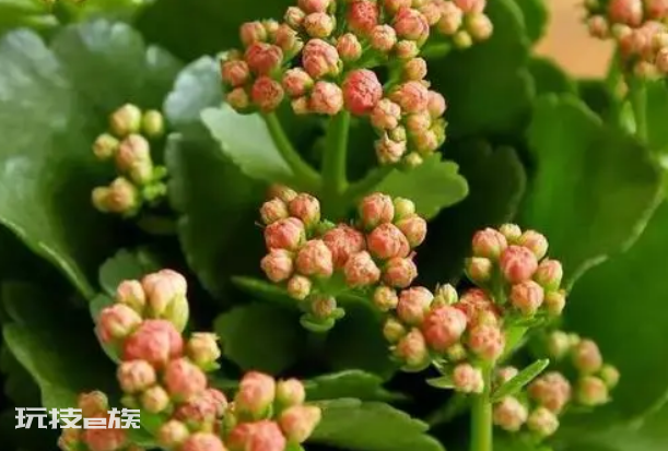 磷酸二氢钾可以灌根吗(搞清楚磷酸二氢钾使用方法)-图片3
