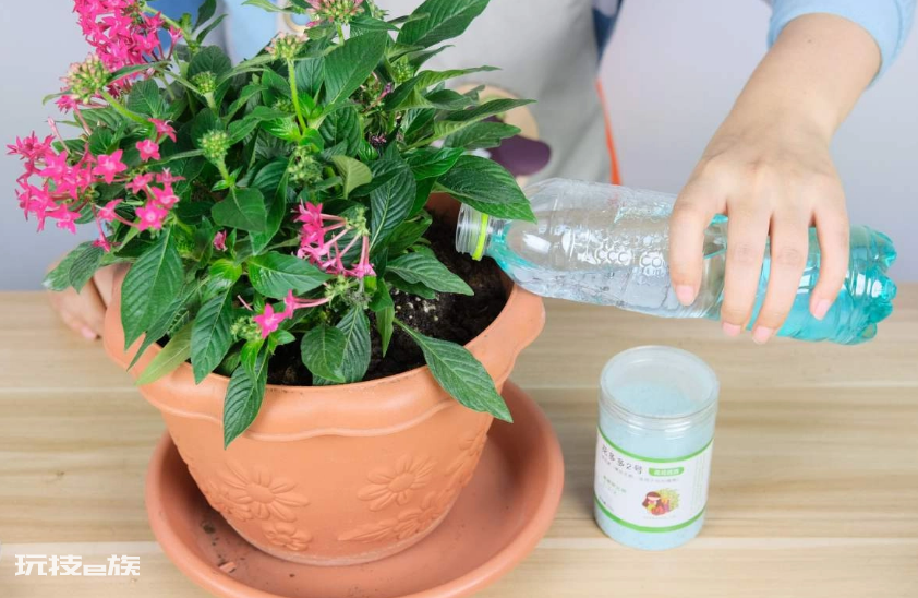磷酸二氢钾可以灌根吗(搞清楚磷酸二氢钾使用方法)-图片5