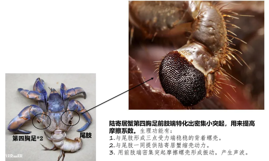 寄居蟹寿命一般活多久(海边的寄居蟹生长习性及特点介绍)-图片5
