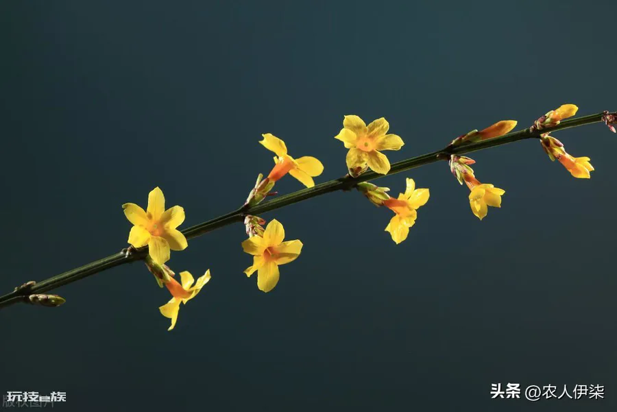 春天种什么蔬菜最快最简单(种四种蔬菜生长速度快又好吃)-图片1