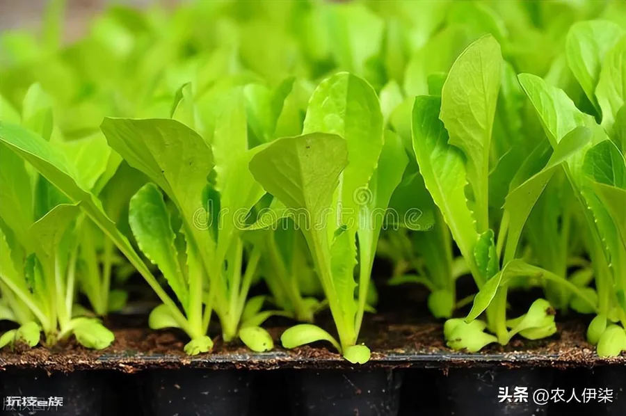 春天种什么蔬菜最快最简单(种四种蔬菜生长速度快又好吃)-图片2