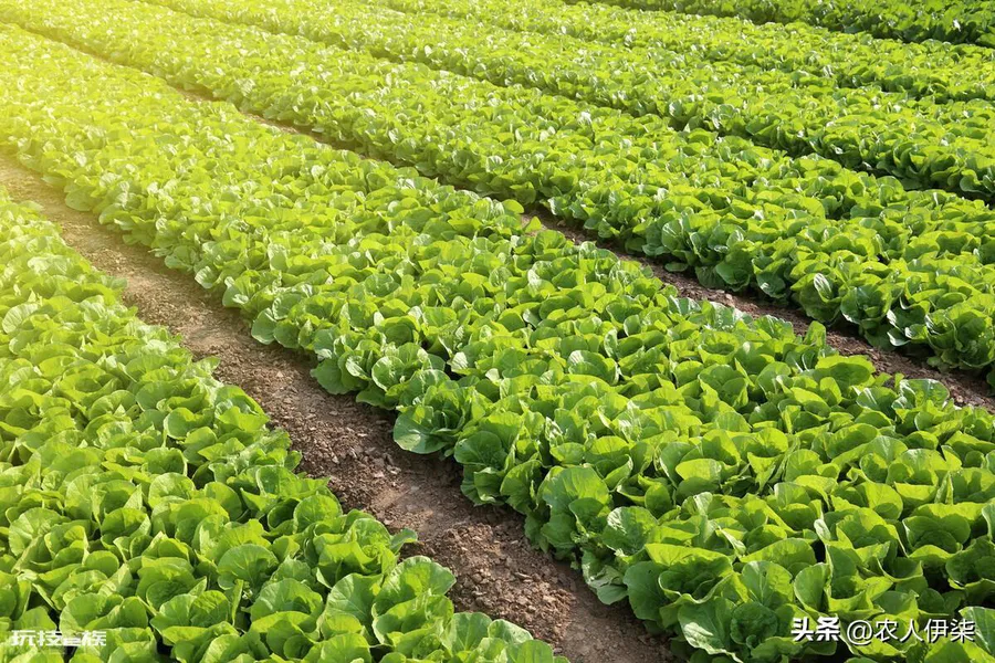 春天种什么蔬菜最快最简单(种四种蔬菜生长速度快又好吃)-图片3