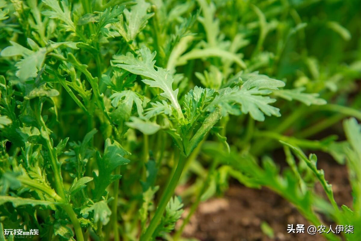 春天种什么蔬菜最快最简单(种四种蔬菜生长速度快又好吃)-图片4