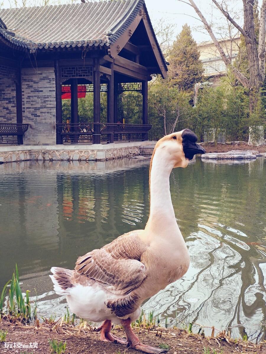鹅的品种有哪些名字(农村养哪种鹅种类更赚钱)-图片1