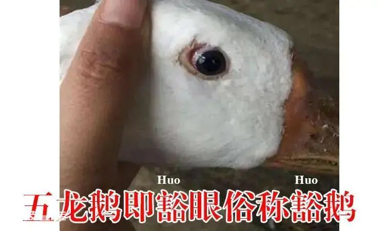 鹅的品种有哪些名字(农村养哪种鹅种类更赚钱)-图片5