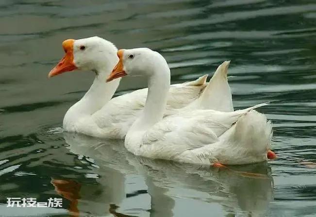 鹅的品种有哪些名字(农村养哪种鹅种类更赚钱)-图片6