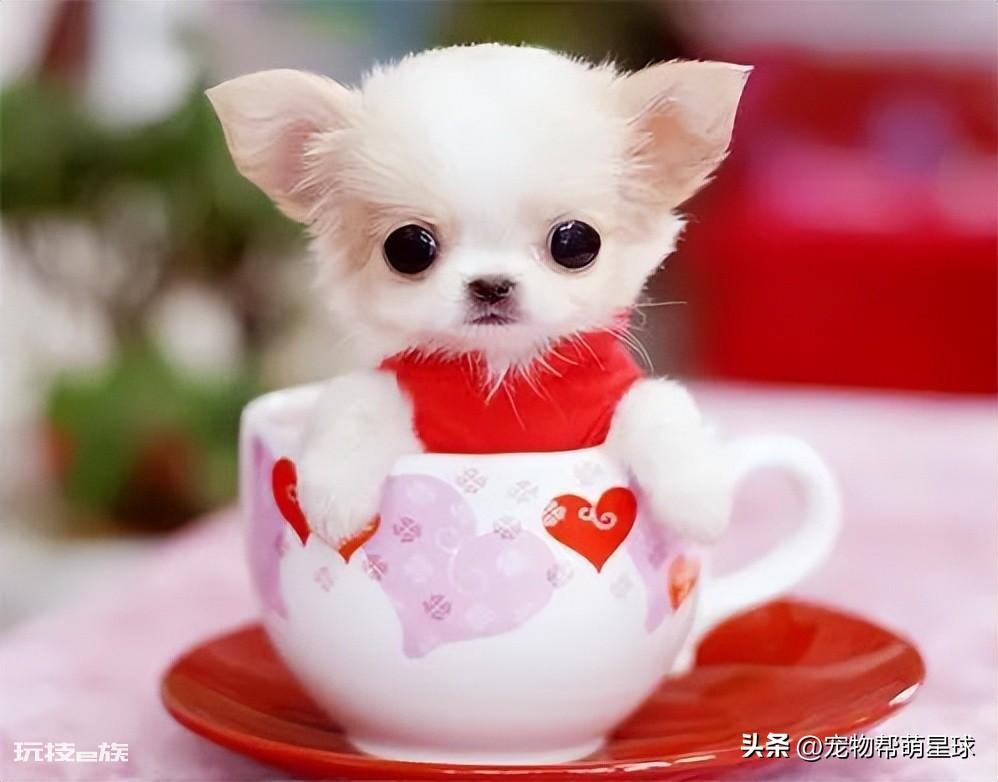 茶杯犬背后的残忍真相(可爱的背后是生不如死)-图片1