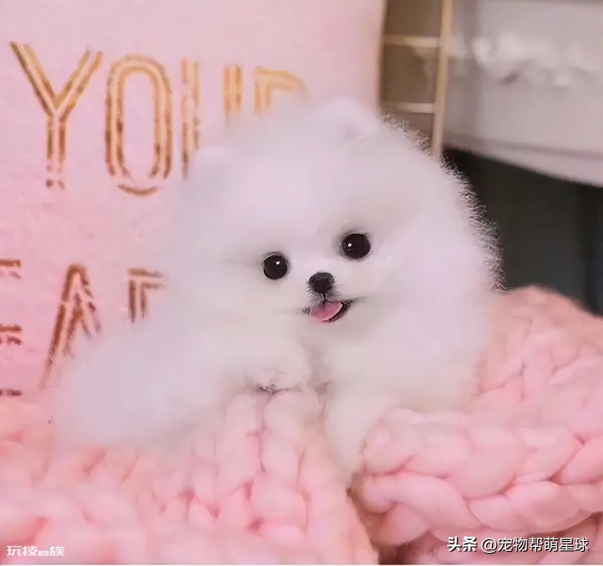 茶杯犬背后的残忍真相(可爱的背后是生不如死)-图片2