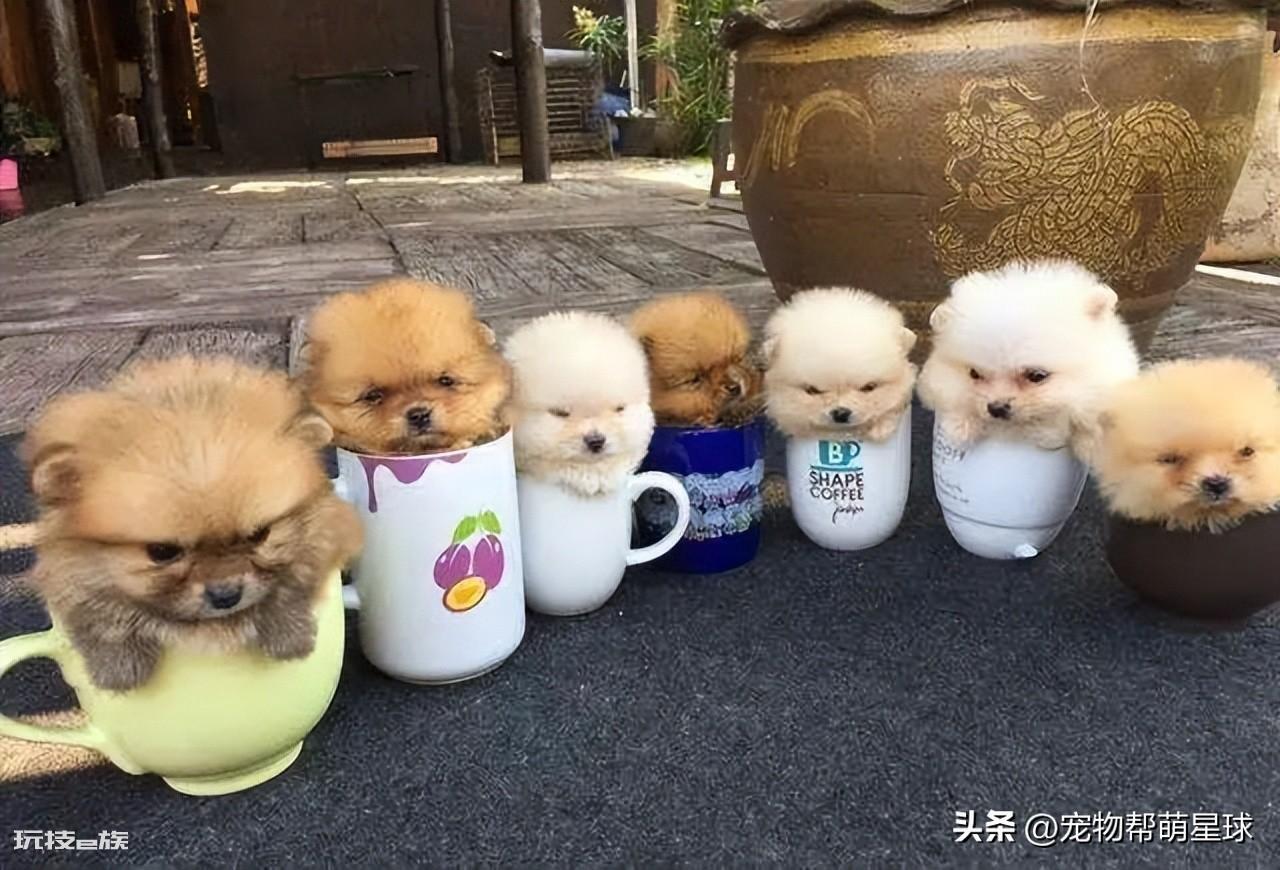 茶杯犬背后的残忍真相(可爱的背后是生不如死)-图片4