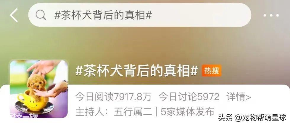 茶杯犬背后的残忍真相(可爱的背后是生不如死)-图片5