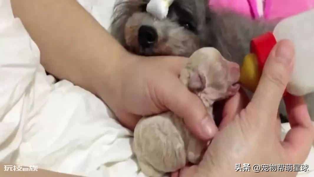 茶杯犬背后的残忍真相(可爱的背后是生不如死)-图片12