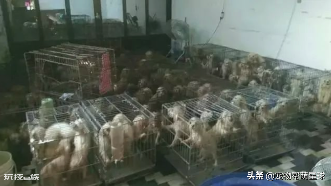 茶杯犬背后的残忍真相(可爱的背后是生不如死)-图片16