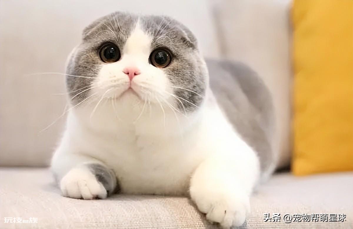 茶杯犬背后的残忍真相(可爱的背后是生不如死)-图片17