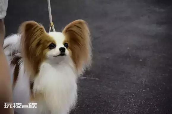 十大最好看的狗排名(世界上颜值高的10种宠物狗品种)-图片3