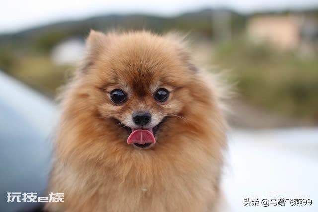 世界上十大最萌的狗排名(十大最萌的小型犬品种图片)-图片1